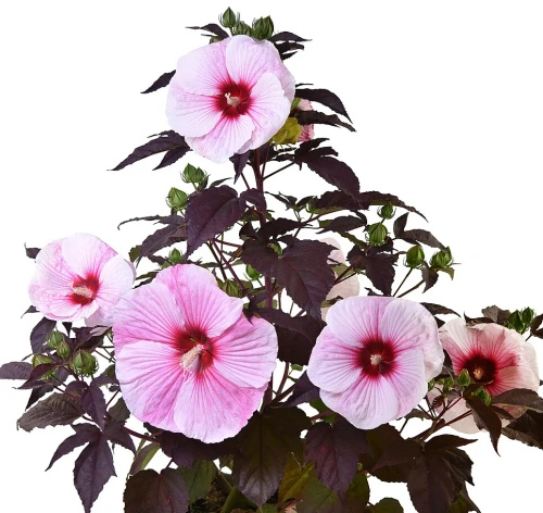 Hibiskus Starry Night Hibiscus hybrida