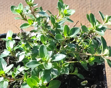 Macierzanka piaskowa Thymus Serphyllum