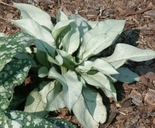 Miodunka Majeste Pulmonaria 9