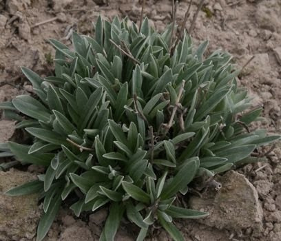 Szarotka alpejska Star of Alps Leontopodium Alpinum