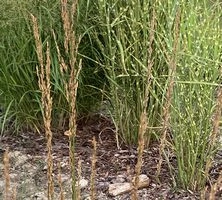Trzęślica modra Heidezwerg Molinia caerulea 9