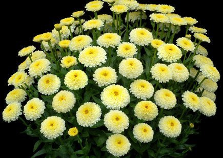 Złocień wielki Luna Leucanthemum maximum 9