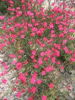 Goździk kropkowany C. czerwony Dianthus deltoides 9