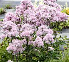 Rutewka Orlikolistna Nimbus Pink Thalictrum Aqulegiifolium