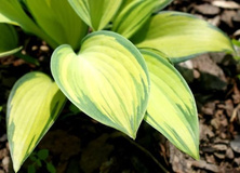 Funkia June Hosta 1l