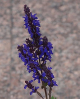 Szałwia omszona Night Field Salvia nemorosa