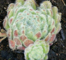 Rojnik wełnisty Sempervivum ciliosum 9