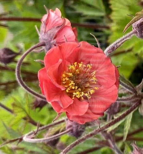 Kuklik Flames of Passion Geum 9