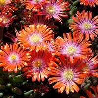 Delosperma Jewel of Desert Sunstone Delosperma cooperi 