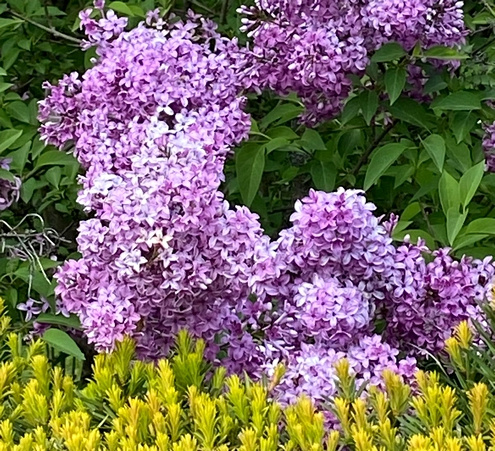 Lilak Meyera Palibin Syringa Meyeri 2l