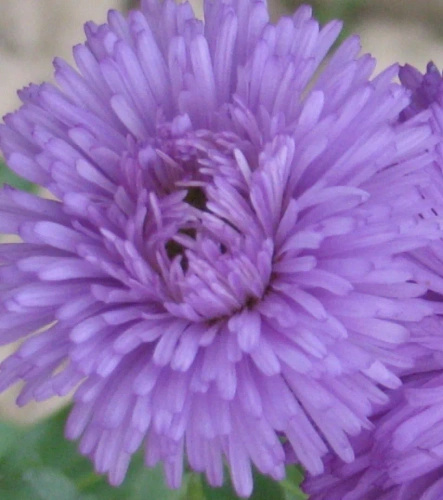 Przymiotno Okazałe Schone Blaue  Erigeron Speciosus 9