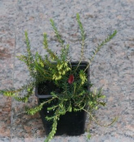 Wrzosiec wiosenny Spingwood Pink Erica carnea 9