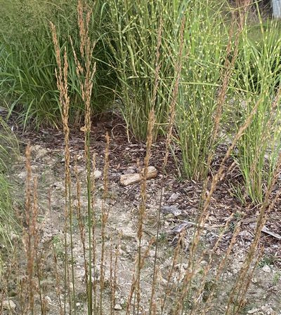 Trzęślica modra Heidezwerg Molinia caerulea 9