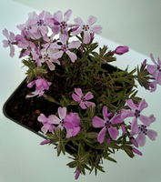Floks Szydlasty Benita Phlox subulata 9