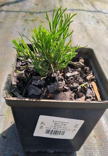 Kosodrzewina Pinus Mugo Mughus1l
