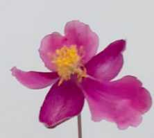 Zawilec Japoński Splendens Anemone Hupehensis 9