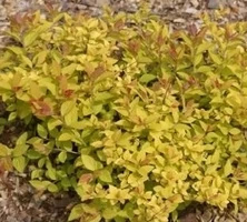 Tawuła japońska Golden Princess Spiraea japonica 1l
