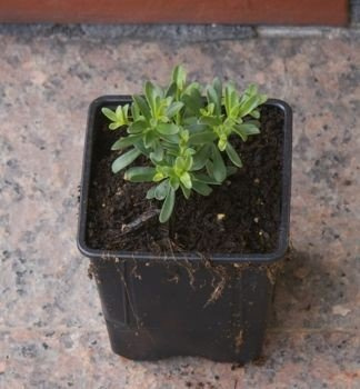 Ubiorek wiecznie zielony Snowflake Iberis Sempervirens