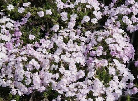 Floks douglasa Admiral Pink Phlox Douglasii 9