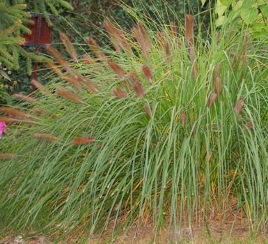 Rozplenica Japońska Gelbstiel Pennisetum Alopecuroides 9