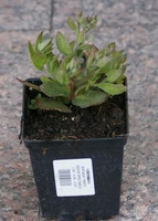 Rozchodnik Hot Stuff Sedum