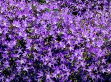 Dzwonek poszarskiego Stella Campanula Poscharskyana 9