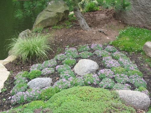 Macierzanka wczesna Albiflorus Thymus Praecox 9