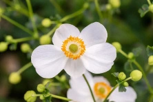Zawilec Pretty Lady Maria Anemone Hybrida 9
