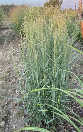 Proso Rózgowe Prairie Sky Panicum Virgatum 9