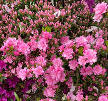 Azalia japońska Rokoko  Azalea japonicum 11