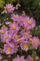 Zawilec Pretty Lady Emily Anemone Hybrida 9