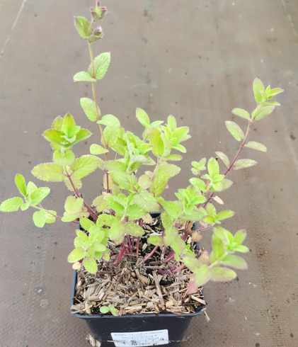 Kocimiętka wielkokwiatowa Florina Nepeta grandiflora 1l
