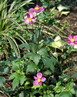Zawilec Japoński Splendens Anemone Hupehensis 9