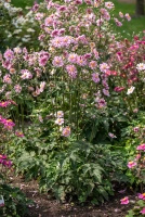 Zawilec Garden Breeze Whirlwind Pink Anemone Hybrida 