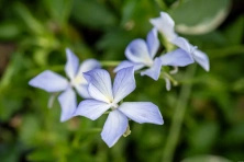 Fiołek rogaty Boughton Blue Viola cornuta