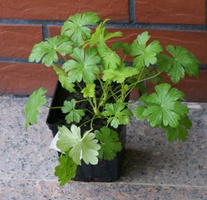 Bodziszek kantabryjski Karmina Geranium cantabrigiense 