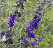 Budleja Dawida Black Knight Buddleja Davidii 1l