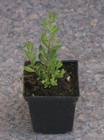Lawenda Wąskolistna Thumbelina Leigh Lavandula Angustifolia 9