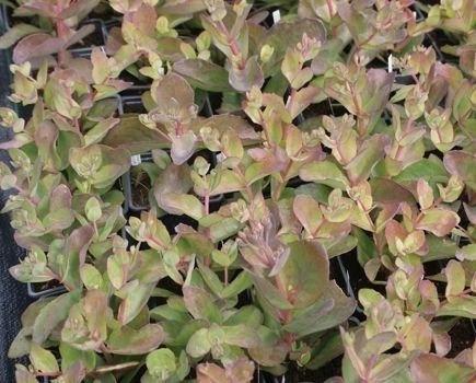 Rozchodnik wielki Matrona Sedum telephium