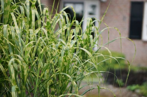 Miskant olbrzymi Alligator Miscanthus giganteus 1l