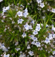 Nawrot Alba Lithodora Diffusa