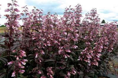Penstemon palczasty Dark Towers Penstemon digitalis 9