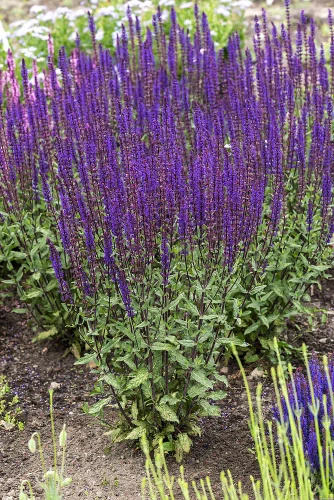 Szałwia omszona Caradonna Salvia nemorosa