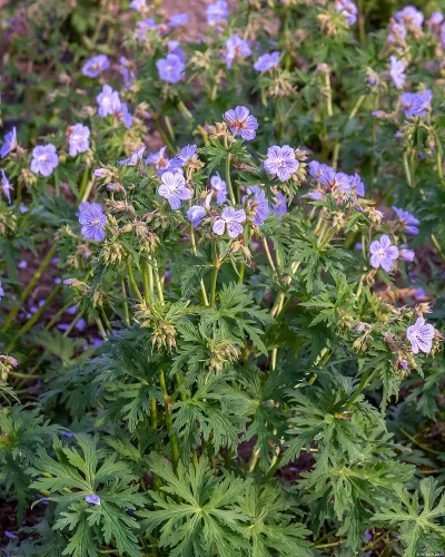 Bodziszek łąkowy Mrs Kendall Clark Geranium pratense
