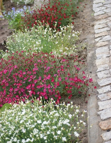 Goździk kropkowany C. czerwony Dianthus deltoides 9