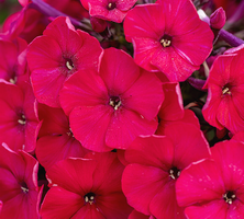 Floks, Płomyk Red Riding Hood Phlox Paniculata