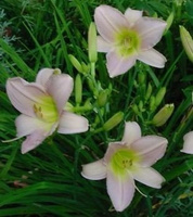 Liliowiec Catharine Woodbury Hemerocallis11