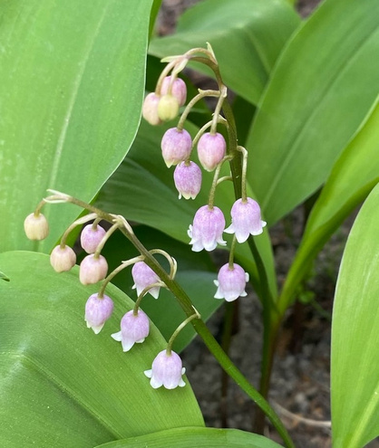 Konwalia majowa Rosea Convallaria majalis