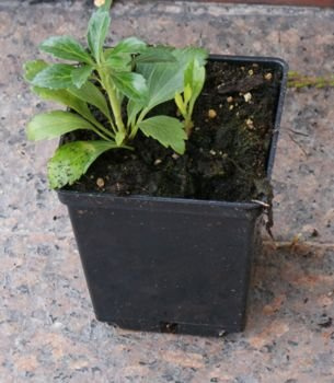 Runianka japońska Green Carpet Pachysandra Terminalis 1l