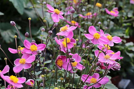 Zawilec Little Summer Breeze Anemone Hybrida 9
